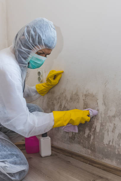 Best Mold Removal for HVAC Installations  in Montvale, NJ