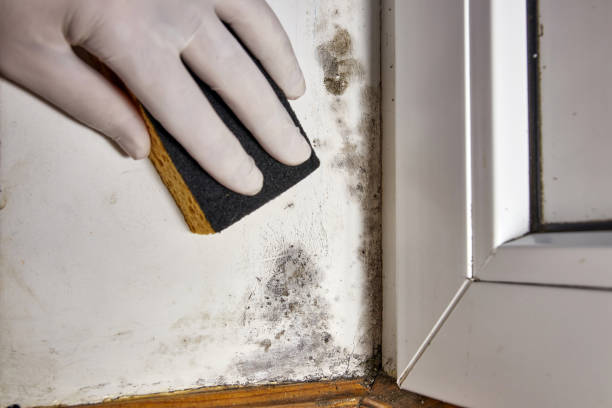 Biohazard Mold Removal in Montvale, NJ